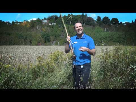 The Scientific Structure and Function of Cat Tails