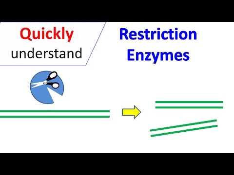 BamHI Restriction Sites and Their Role in Genetic Research