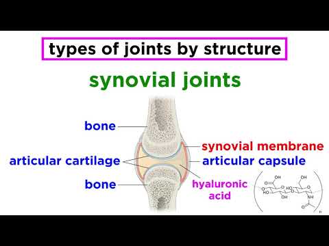 Joint Anatomy: The Foundation of Human Movement and Function