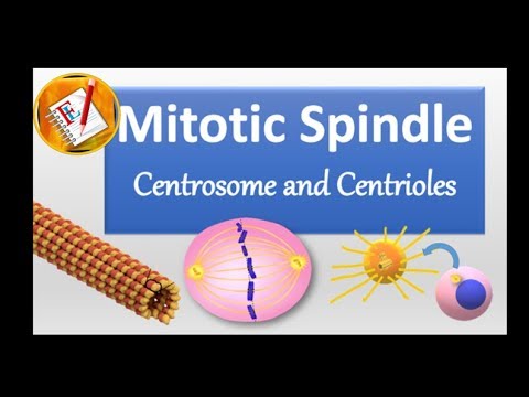 Spindle Biology and Its Role in Cell Division Dynamics