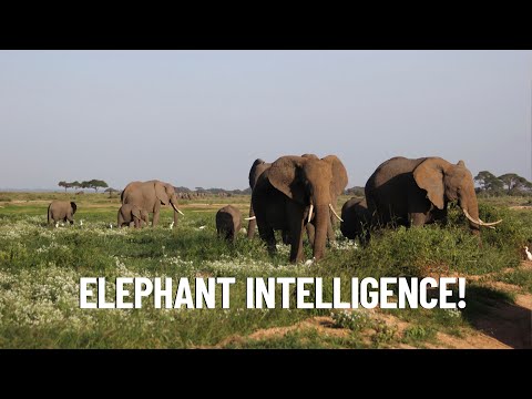 Intriguing Behaviors of Elephants in the Wild