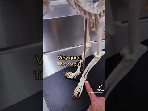 Male Dog Anatomy and Its Significance in Veterinary Science