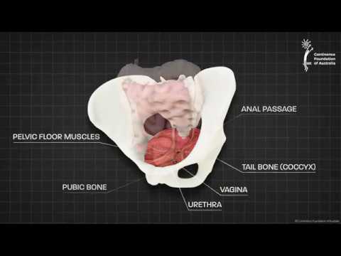 Female Pelvic Anatomy: Importance in Health and Research