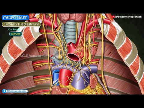 Mediastinum Anatomy: Structure and Function in Human Health