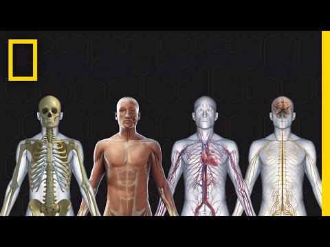 Organ Placement in the Human Body: A Scientific Perspective