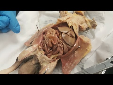 Fascinating Insights into Rat Anatomy and Physiology