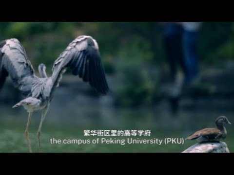 Celebrating the Wonders of Biological Diversity in Nature