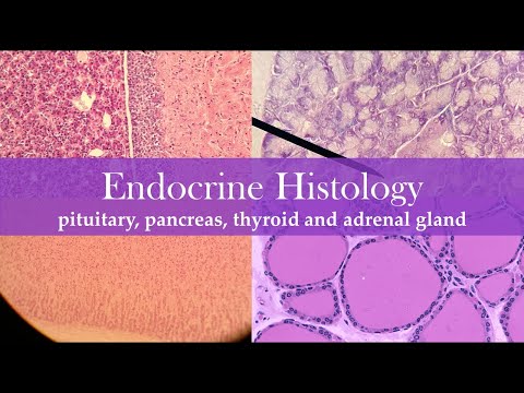 Histological Examination of the Adrenal Gland Structure
