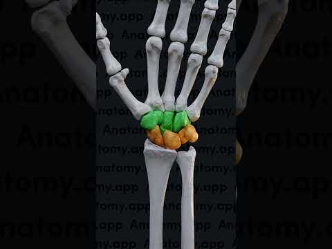 Wrist Bones Anatomy and Their Role in Human Movement
