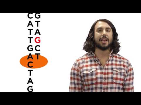 Mutyh Gene and Its Role in DNA Repair Mechanisms