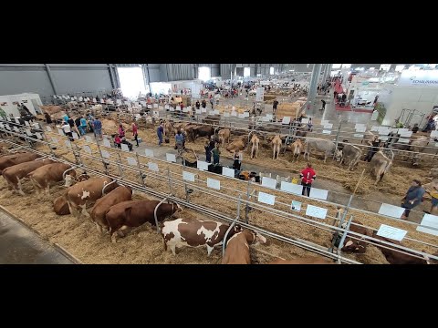 Advancements in Animal Biotechnology for Sustainable Solutions