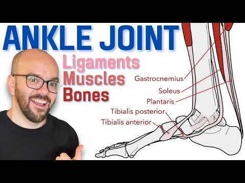 Lateral Ankle Anatomy: Structure and Function in Motion