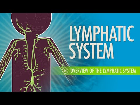 Thoracic Duct Anatomy and Its Role in the Lymphatic System