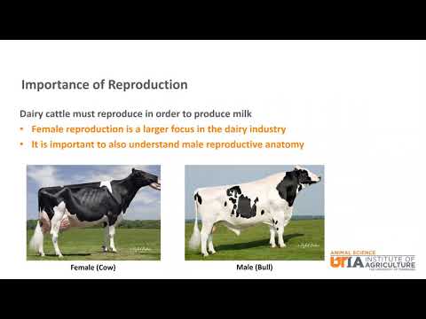 Cattle Anatomy and Its Role in Agricultural Science