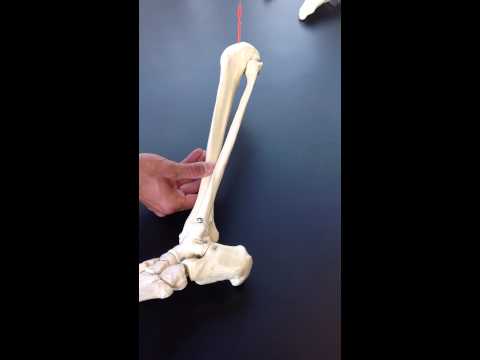 Fibula Anatomy and Its Role in Human Movement Science