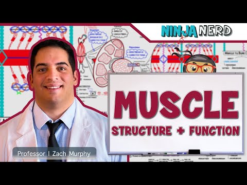 Skeletal Muscle Anatomy and Function in Human Physiology