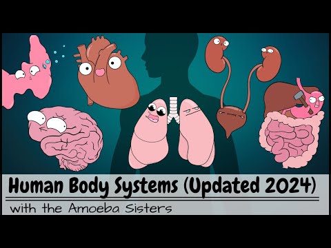 Human Internal Anatomy: Fascinating Systems at Work