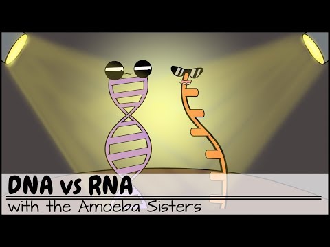 Complementary DNA Strands and Their Role in Genetics