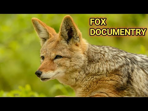 Fascinating Insights into Fox Behavior and Social Dynamics
