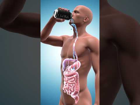 Visualizing Human Anatomy: A Scientific Perspective