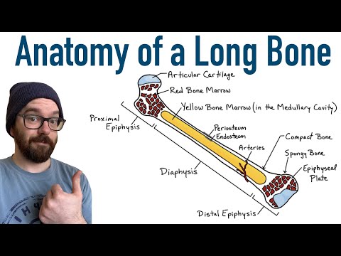 Structure and Function of Long Bones in Human Anatomy