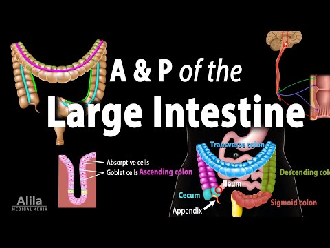 Bowel Anatomy: Structure and Function in Human Health