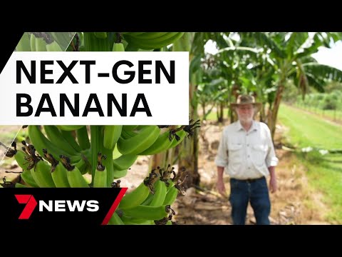 Genetically Modified Bananas: Innovations in Nutrition and Agriculture
