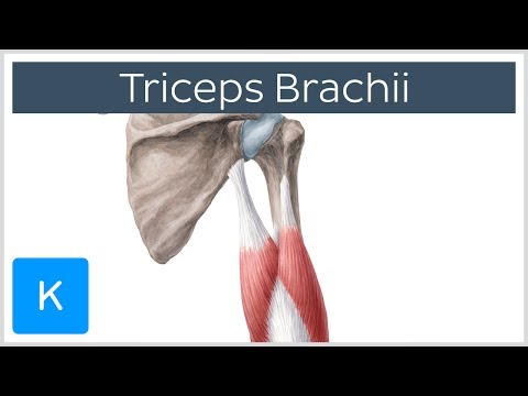 Triceps Anatomy: Functions and Importance in Human Movement