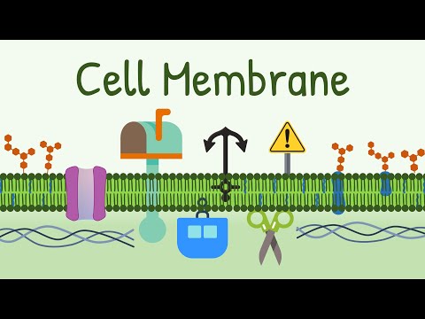 Phospholipids and Their Role in Cell Membrane Structure