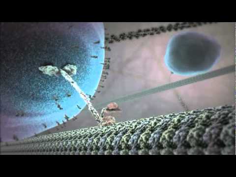 Inside the Intricate World of Cell Anatomy