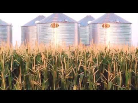 Advancements in Corn Genetic Engineering for Sustainable Farming