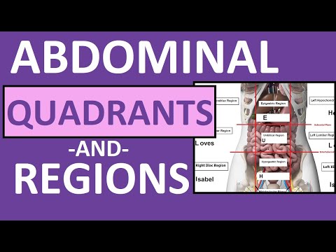 Anatomy of the Human Abdomen: Functions and Structures