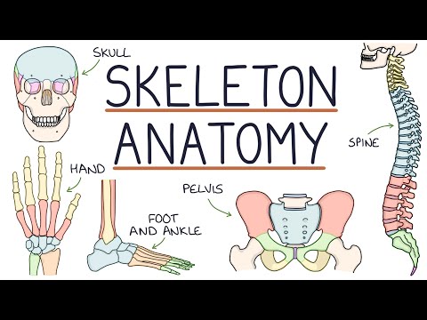 Illustrating the Human Skeleton: A Scientific Perspective