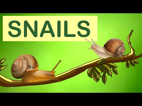 The Fascinating Structure of Snails and Their Biology
