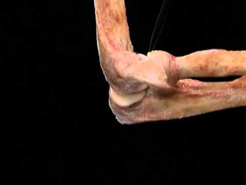 Acland Anatomy and Its Role in Medical Education