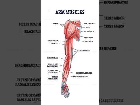 Upper Limb Anatomy: Insights into Human Movement and Function