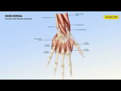 Advancements in 3D Muscle Anatomy for Scientific Outreach