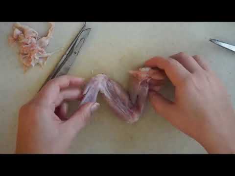 Scientific Insights into Chicken Wing Anatomy and Function