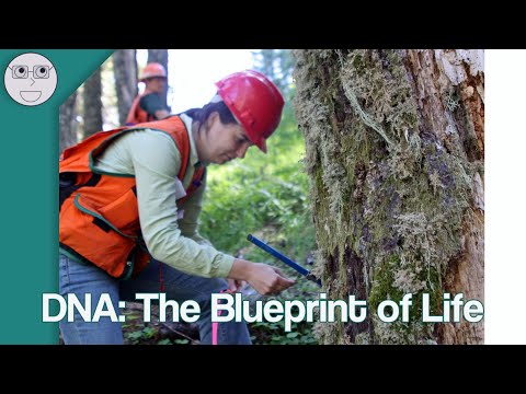 DNA Biology: The Blueprint of Life and Its Discoveries