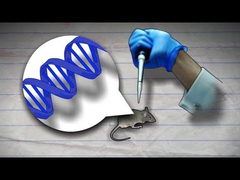 Genetic Manipulation in Modern Science and Society