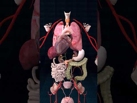 Torso Anatomy: A Closer Look at Internal Organs
