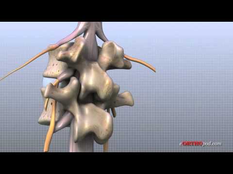 Anatomy of the Human Low Back: A Scientific Perspective