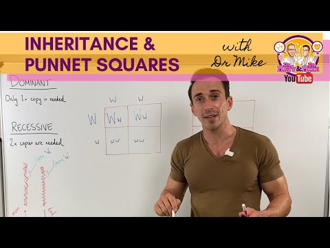 Punnett Squares: Visualizing Genetic Inheritance Patterns