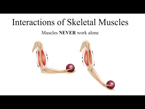 The Interplay of Human Skeleton and Muscles in Motion
