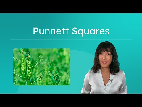 Genetic Squares: A Tool for Predicting Inheritance Outcomes