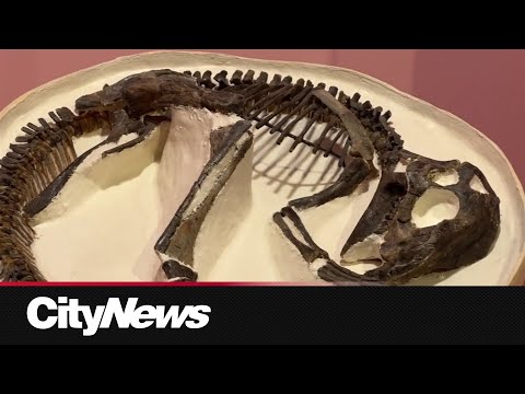 Tyrrell Museum of Palaeontology: A Hub for Scientific Curiosity