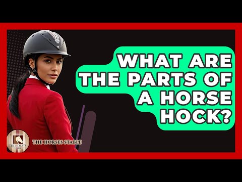 Equine Hock Anatomy: Structure and Function in Horses