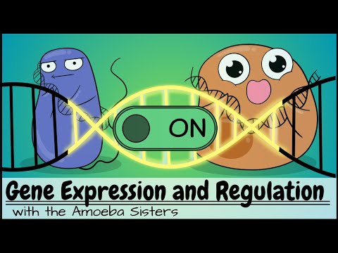 Codon DNA and Its Role in Genetic Expression