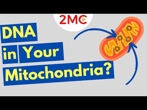 Unraveling the Mysteries of the Human Mitochondrial Genome