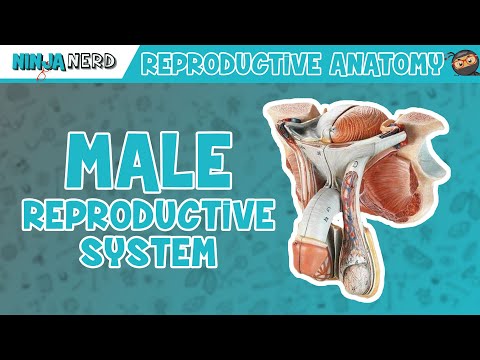 Male Genital Anatomy: Insights from Scientific Research